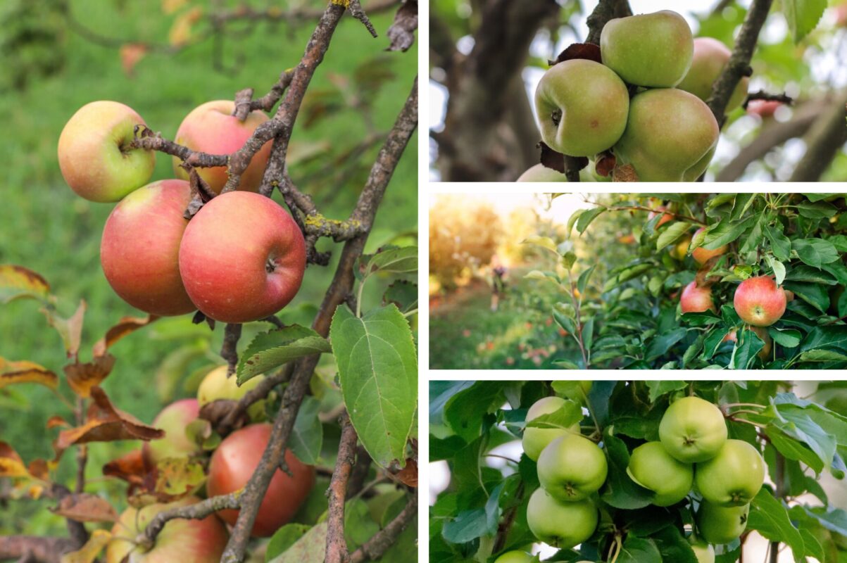 Садівники розповіли, що слід робити з яблунею кожні два роки