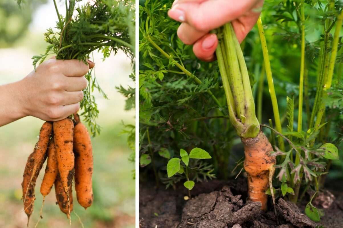 Городники розповіли, чим треба підживити моркву в перших числах серпня