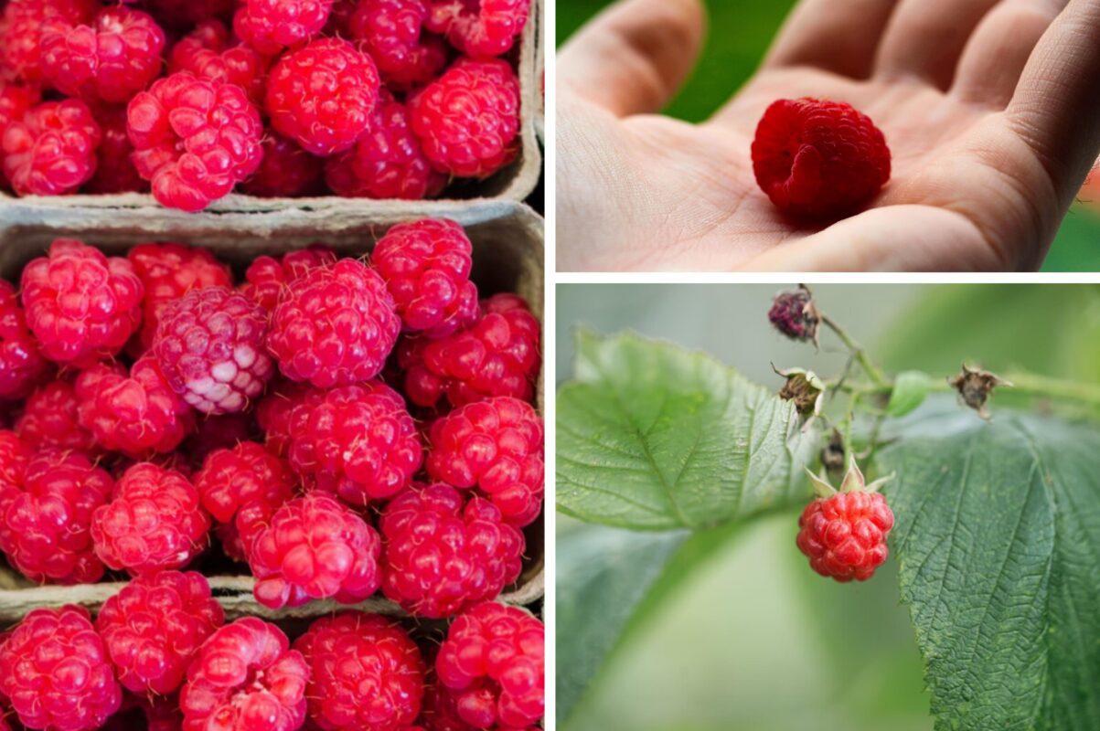 Садівники розповіли, як підвищити врожайність малини на наступний сезон 2026