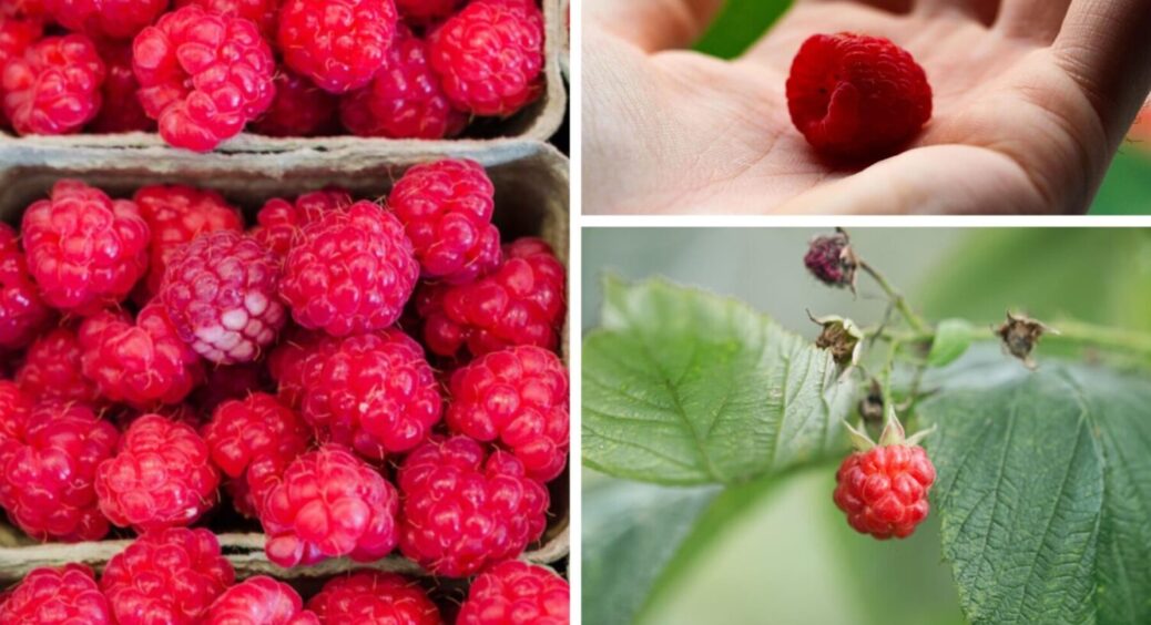 1 секретний прийом – і врожай 2026 буде рекордним: що слід зробити з малиною ще в 2025-му 