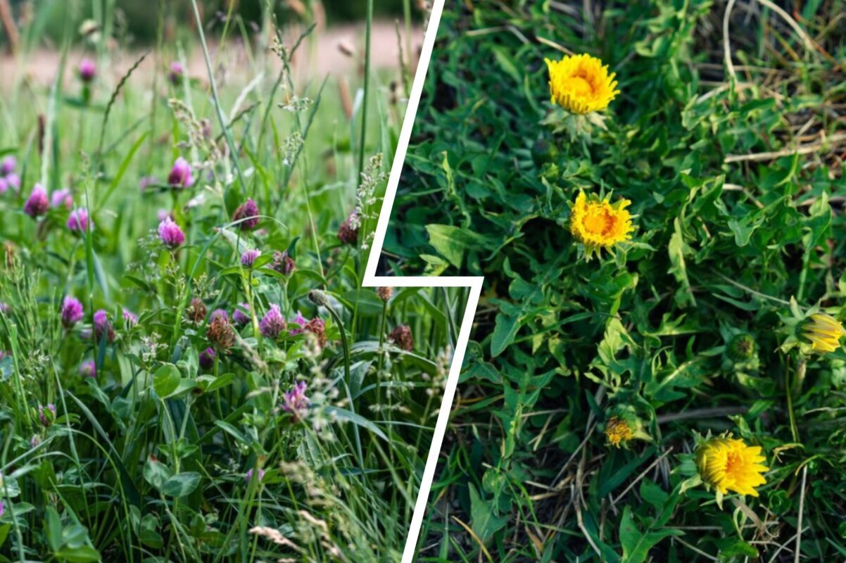 Садівник розповів, як швидко позбавитися від бур'янів