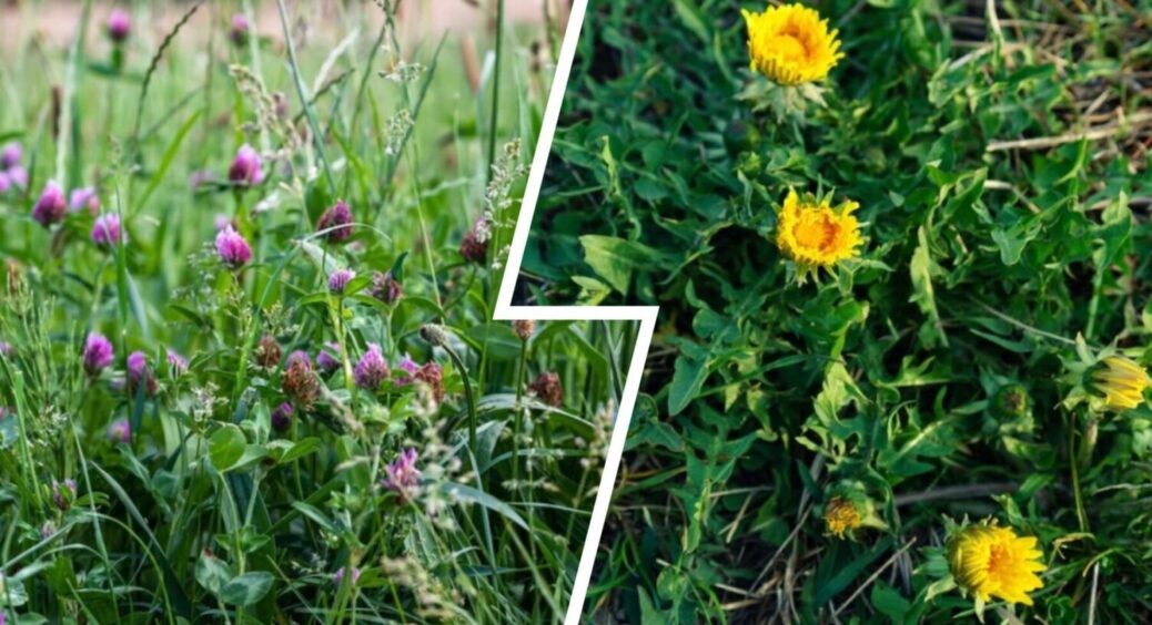 Хімія більше неефективна: 1 дієвий спосіб, який прибере всі бурʼяни на доріжках і в дворі 