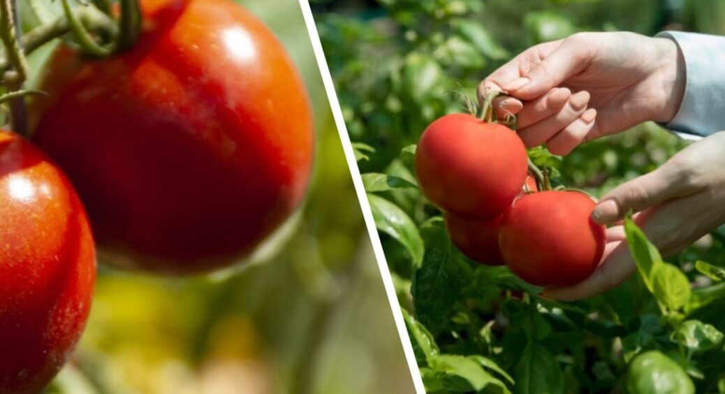 1 добриво з кухні = МЕГА врожай: ось чим поливаю томати з року в рік, і в 2025-му теж 