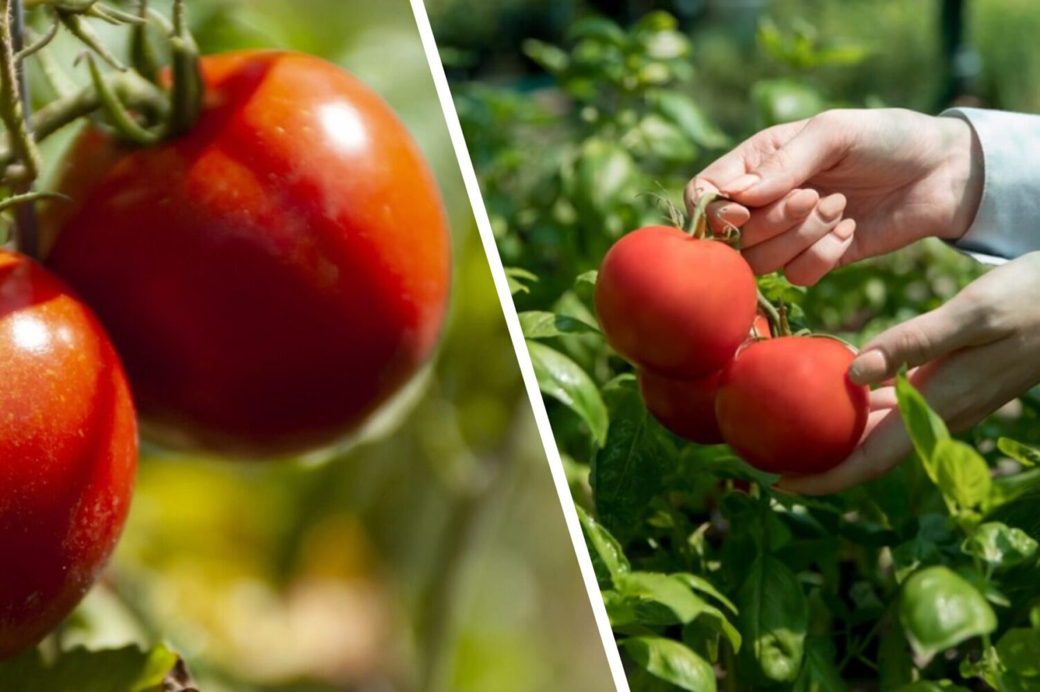 Експерт розповів, як підготувати розсаду помідорів на зиму