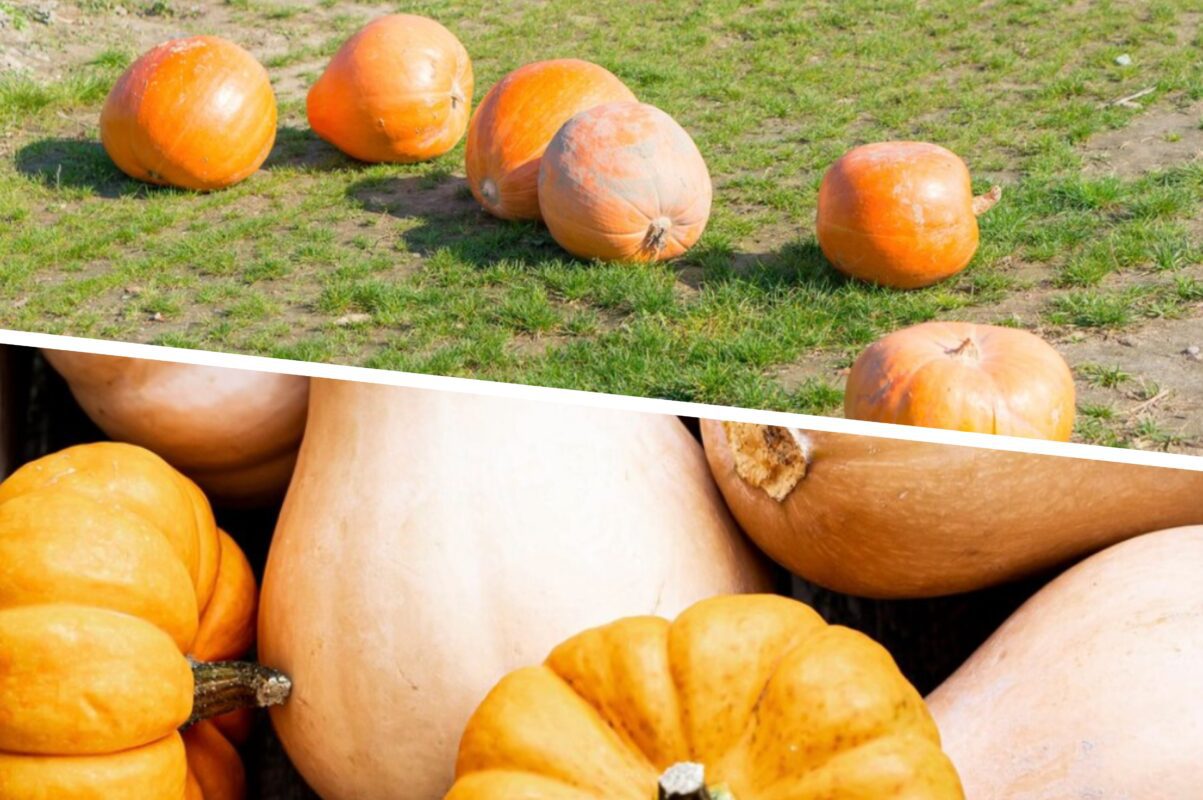 Садівники пояснили, в які дні у жовтні важливо зібрати гарбузи на городі