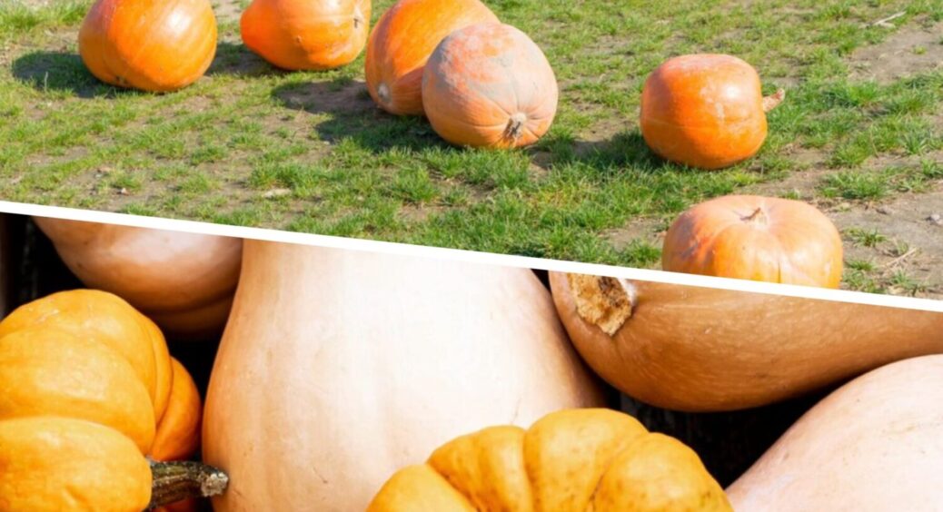 Цій підживці 10 балів: просто внесла гарбузам у липні 2025 – почали рости, як на хімії 