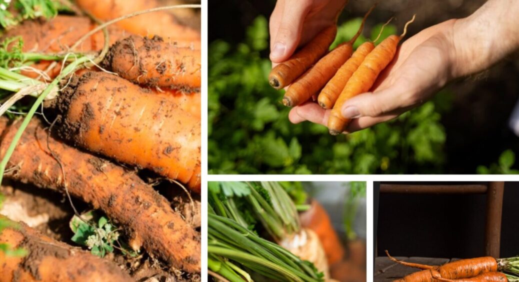 Посадив цю моркву в липні 2025 – всіх сусідів-одеситів поклав на лопатки: отакий врожай! 