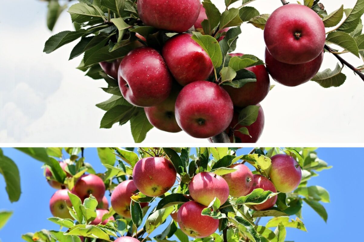 Садівники розповіли, чим обробити яблуню в серпні проти захворювань