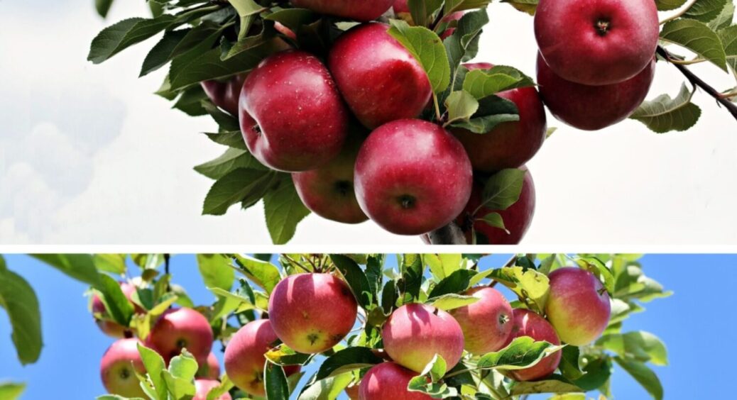 Яблуні скажуть “Дякую”: 1 перевірений склад проти парші – обробіть ним плодові дерева в серпні 