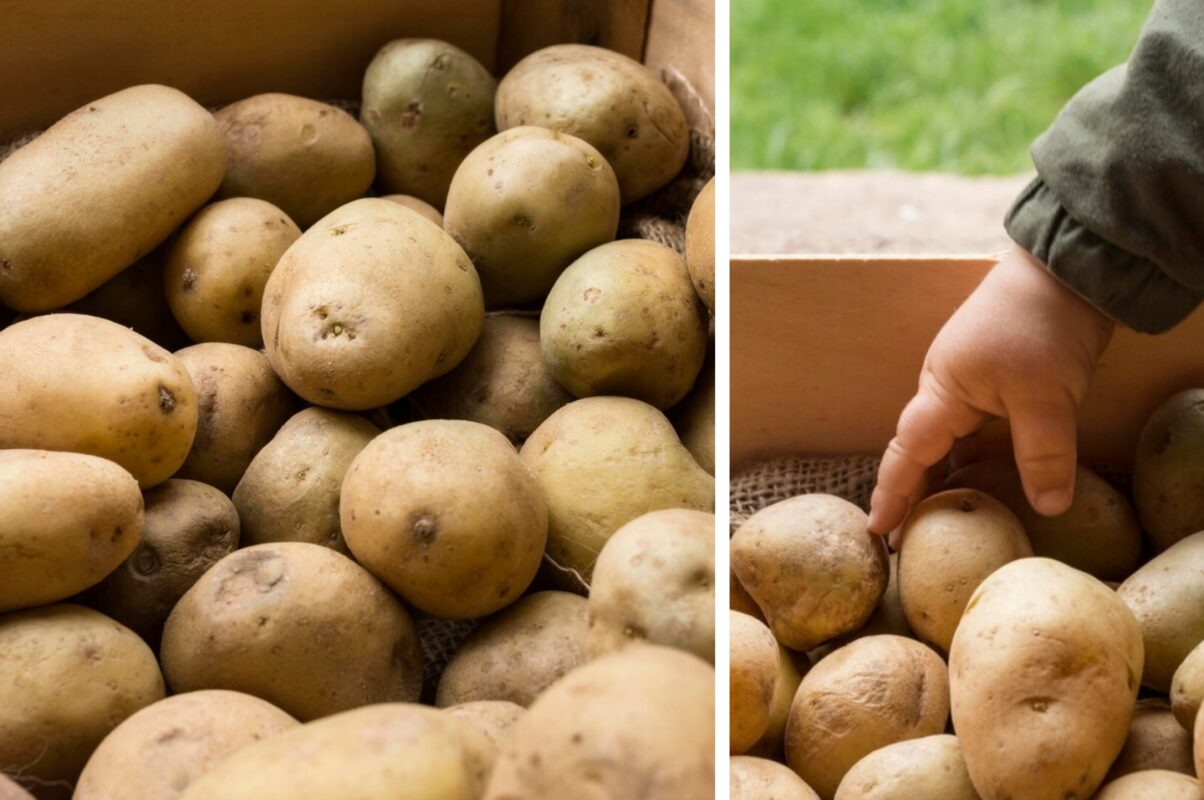 Експерт розповів, коли копати картоплю у серпні 