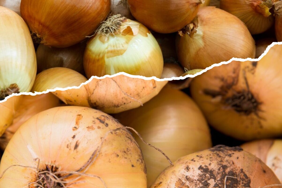Городники розповіли, як правильно зберігати цибулю без погребу та гаража