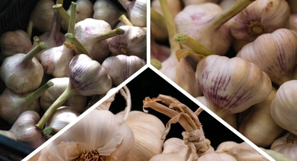 Часник наливається, як треба: всього 1 чайна ложка, зате після неї – головки ростуть великі 