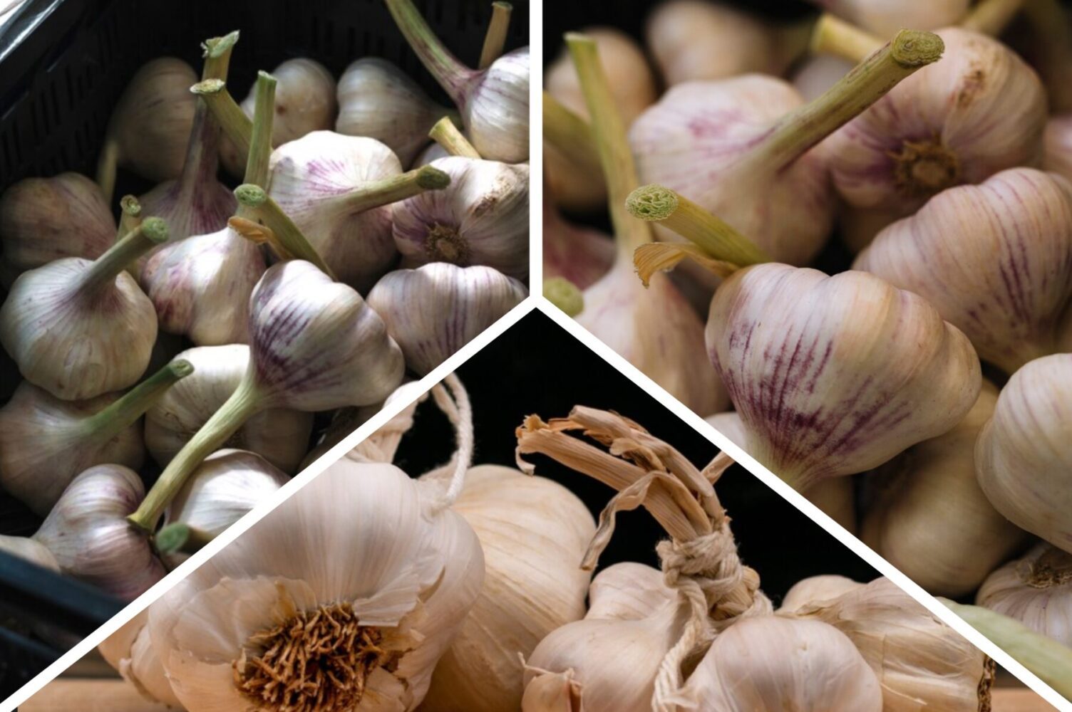 Дачники розсекретили найкраще липневе підживлення для часнику в 2025-му