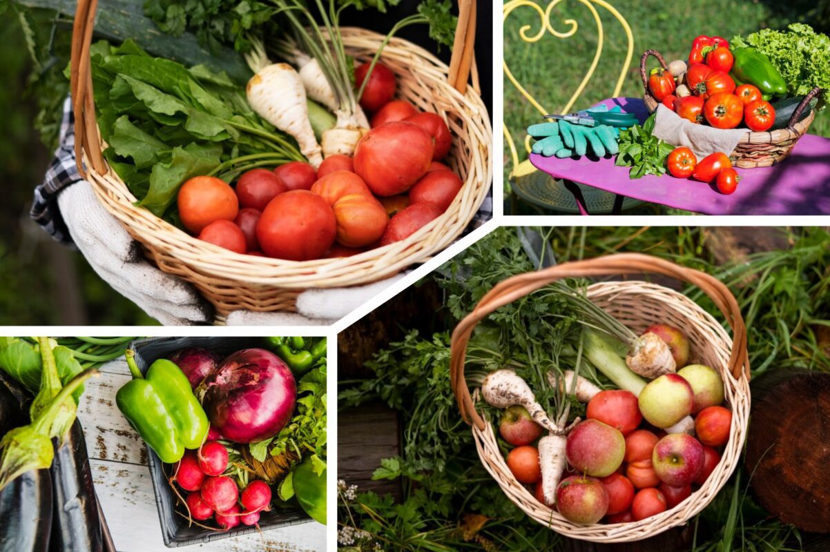 Городники розповіли, які культури посіяти в липні, щоб зібрати врожай в вересні