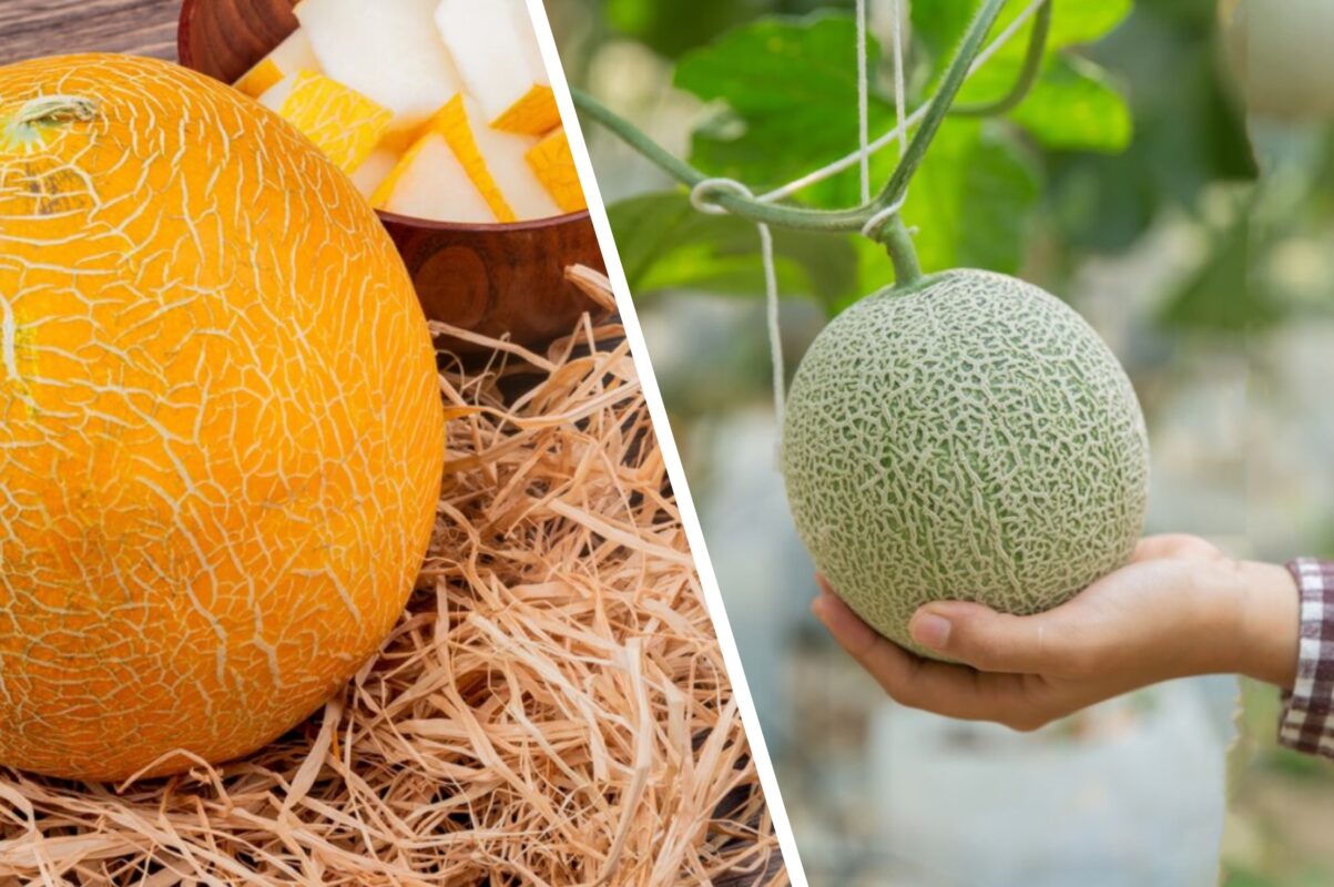 Садівники розповіли, в чому секрет солодких і великих плодів дині