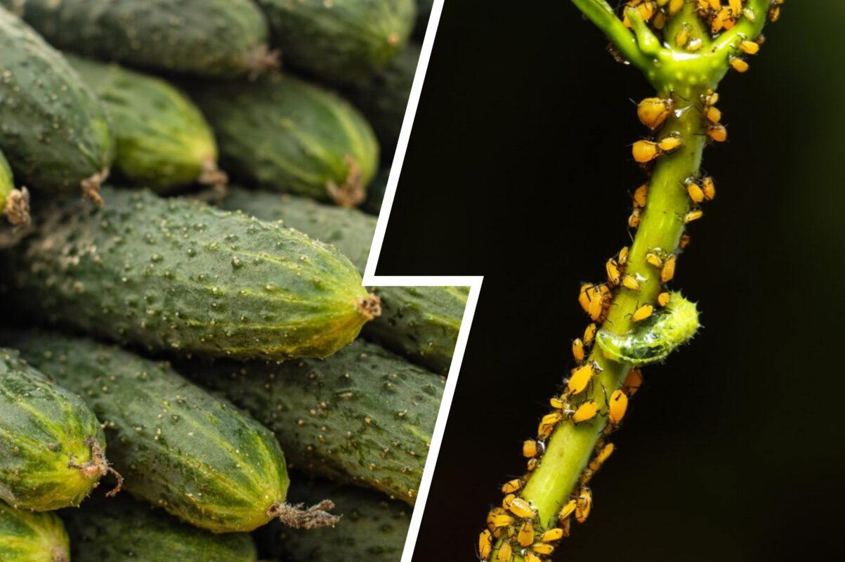 Городники розповіли, як ефективно боротись з попелицею – бюджетний спосіб