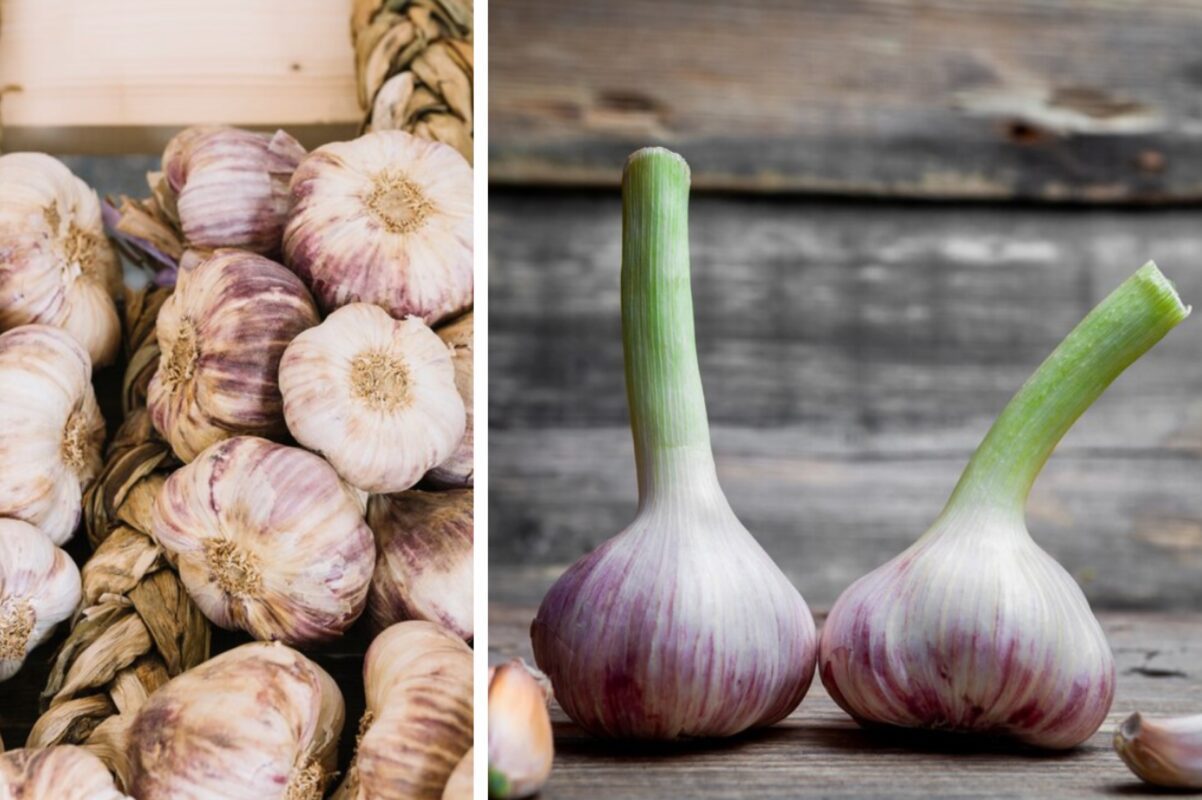 Городник розповів, як правильно підготувати грядку під час озимого часнику