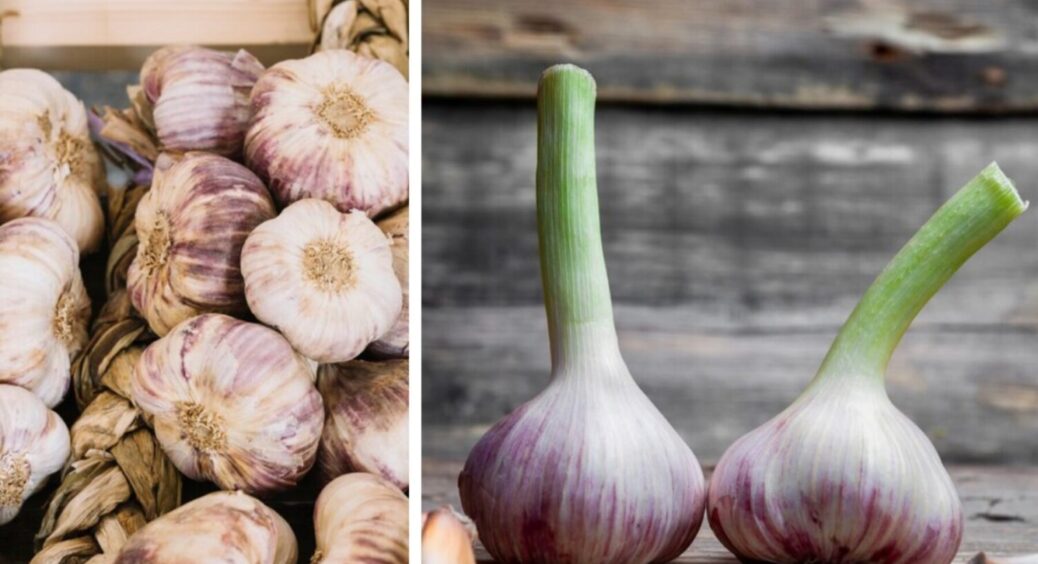 Викопати не достатньо: що треба зробити з часником, щоб він довго лежав – найважливіше попереду 