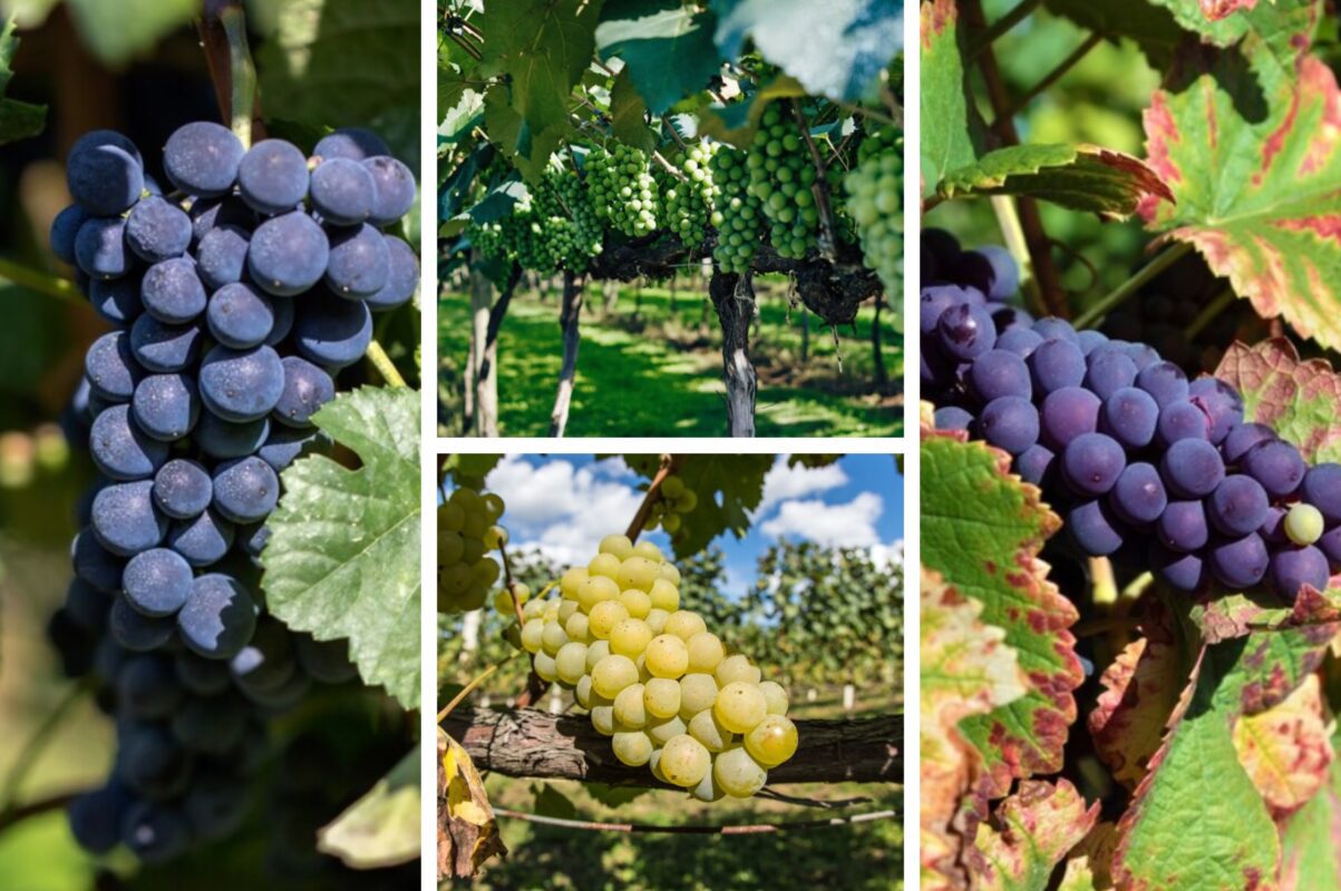Садівники розповіли, чим підживити виноград в липні, щоб врожай був солодким