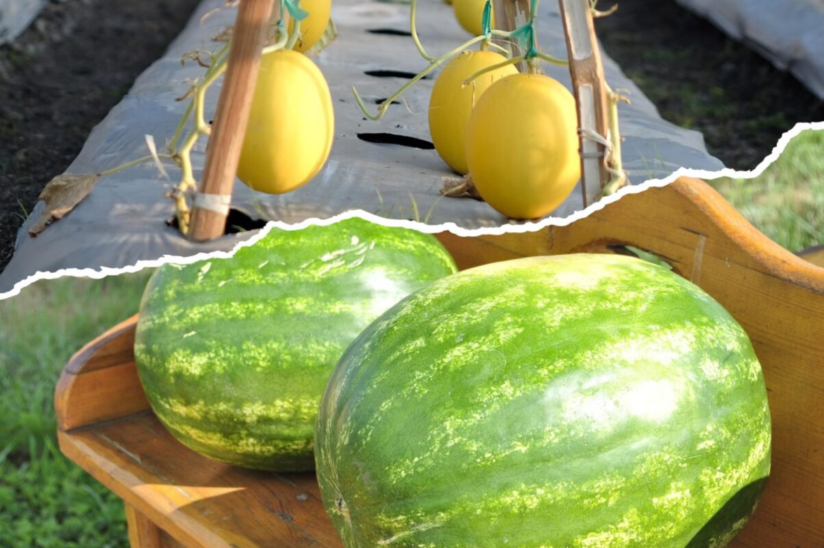 Садівники розсекретили найкраще літнє підживлення для кавунів і динь в 2025