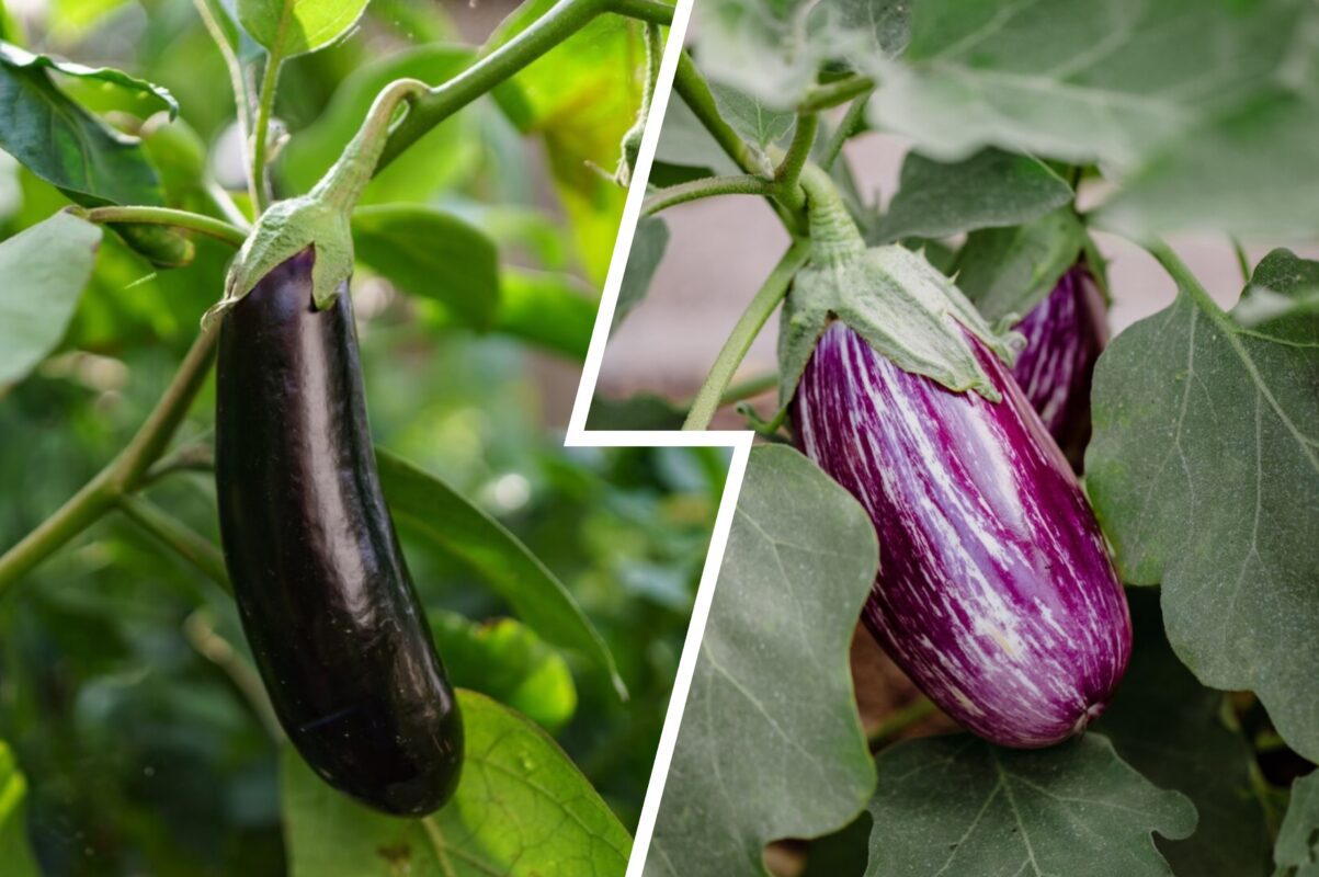 Садівники пояснили, які 2 сорти баклажанів стали фаворитами літа-2025