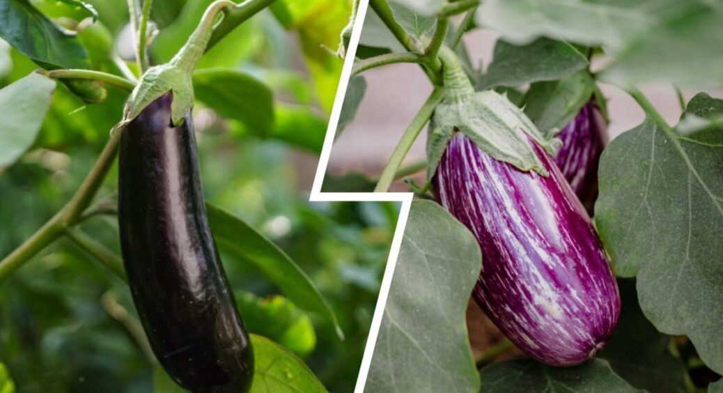 Замість навозу в моєму селі на грядки вносять це: баклажани у вересні по 40 см довжиною 