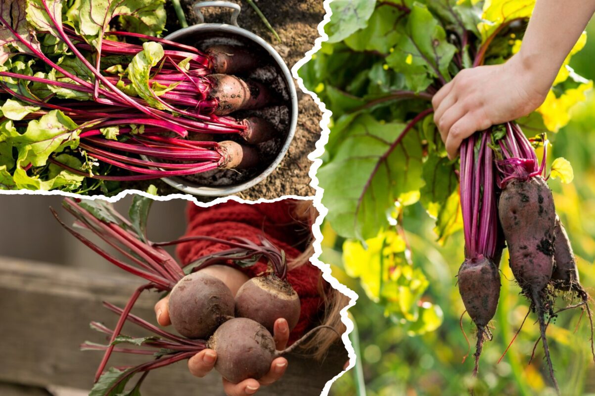 Агроном розповів, як ефективно виростити красивий буряк