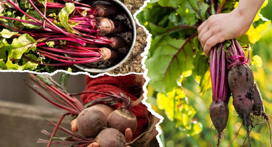 1 процедура – і буряка буде “море”: зробіть ЦЕ з овочем зараз, щоб зібрати лише солодкі плоди 
