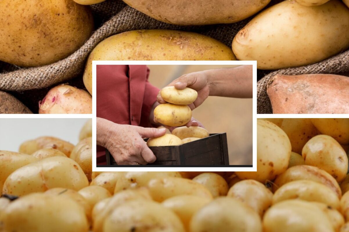 Дачники розповіли, чим полити картоплю влітку, щоб урожаю вистачило на всіх