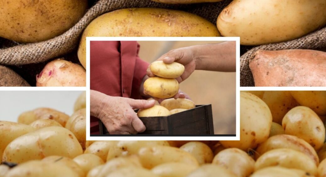 2 ложки в ґрунт – і картопля піде вгору: чим її підживити, щоб зібрати шалений врожай 