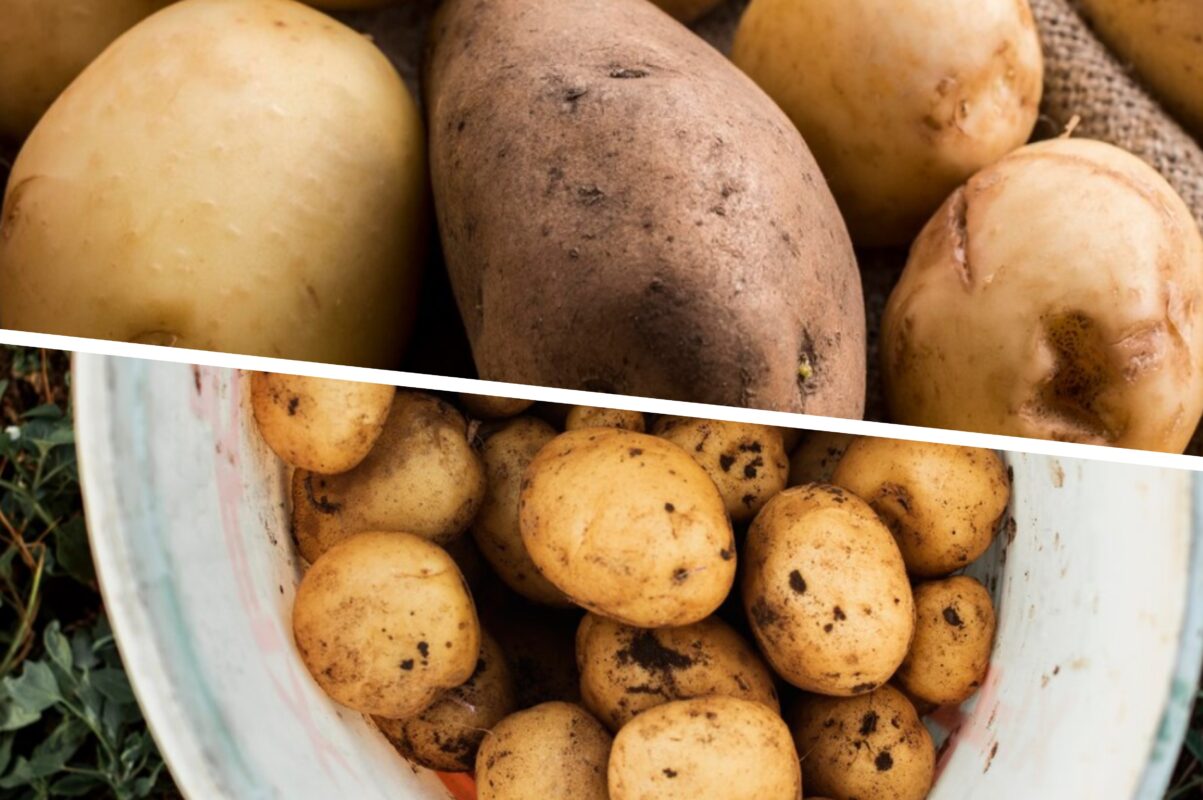 Експерт розповів, які дачники у 2025-му отримають хороший урожай картоплі
