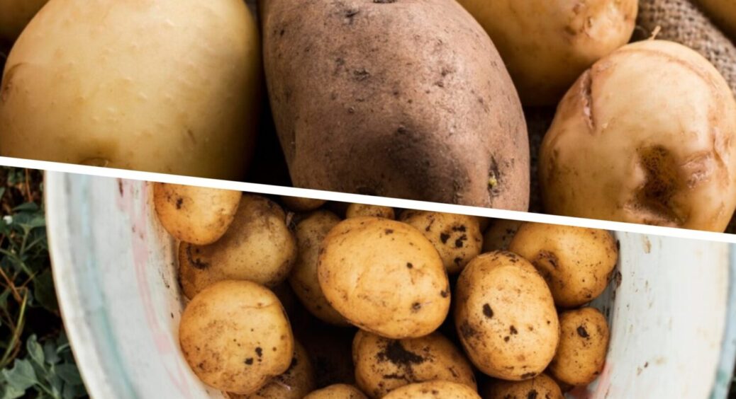 Дачники з цією цифрою у даті народження отримають чемпіонський врожай картоплі у 2025 році 
