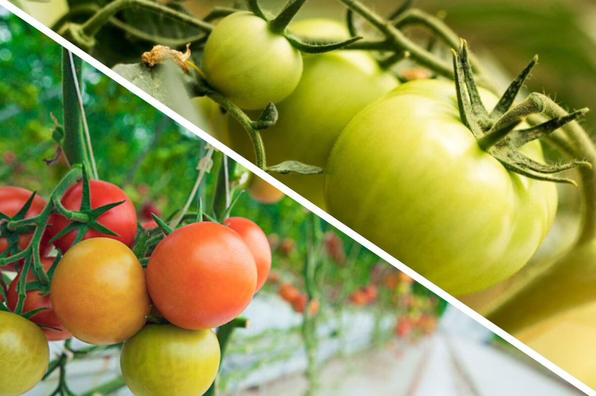 Дачники розповіли, як прибрати вершинну гниль з томатів і отримати щедрий врожай