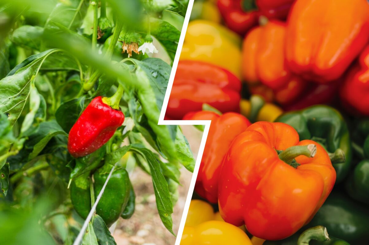 Городник розповів, як стимулювати дозрівання у солодкого перцю