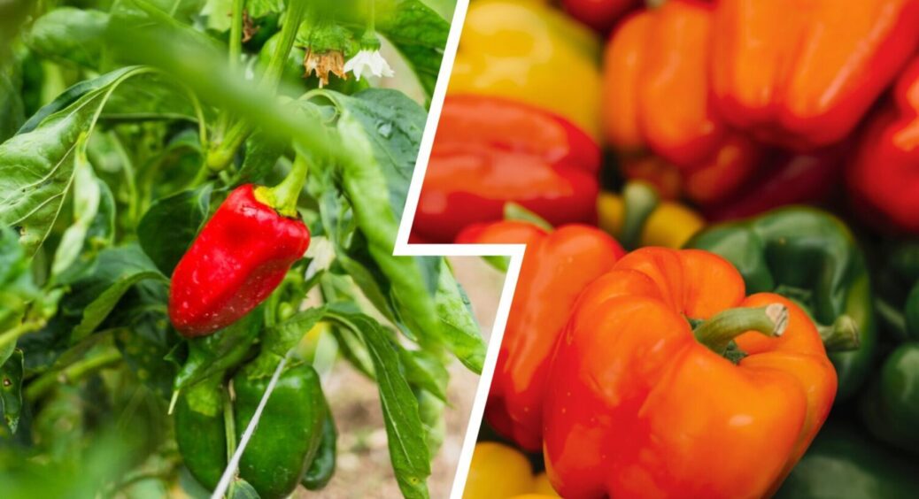Що потрібно робити з перцями наприкінці серпня 2025, щоб плоди дозріли? Прийом з Одеси 