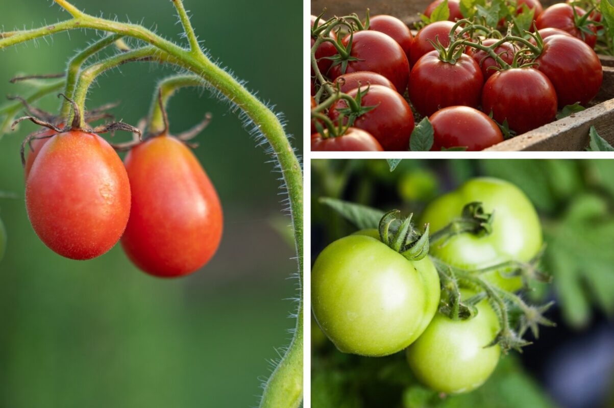 Городники розсекретили дієвий спосіб, як позбутись фітофтори на томатах