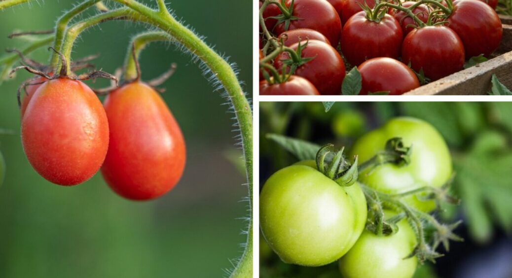 2 ложки на 10 л води у серпні, і прощавай, фітофтора: вивірений рецепт для всіх сортів томатів 