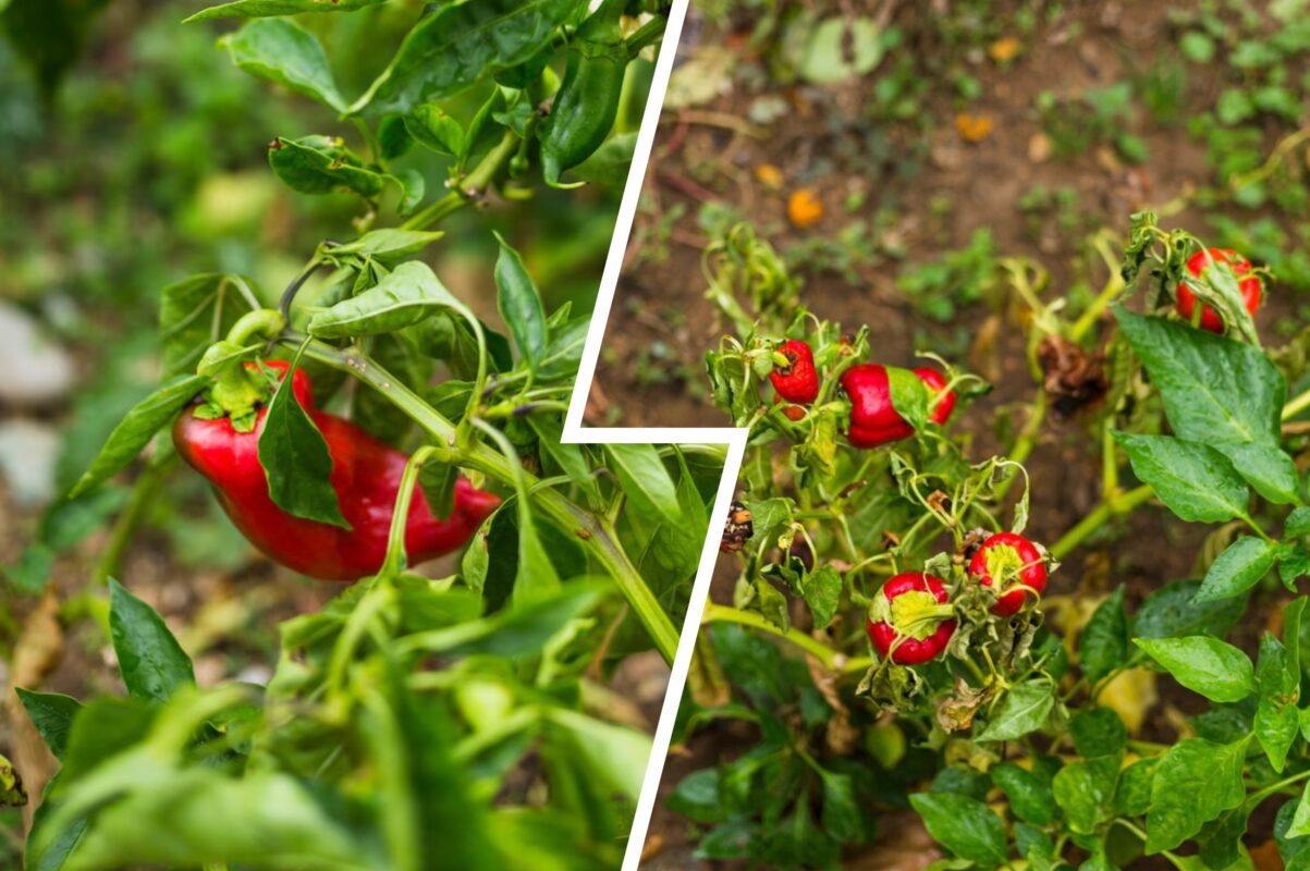 Дачники розповіли, як підвищити врожайність перцю вдвічі вже в 2025-му