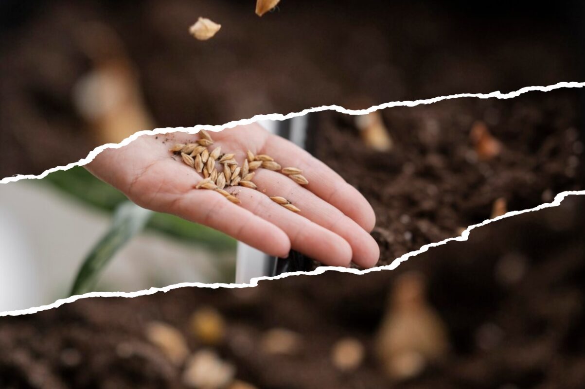 Чому дачники-професіонали завжди обирають сортове насіння