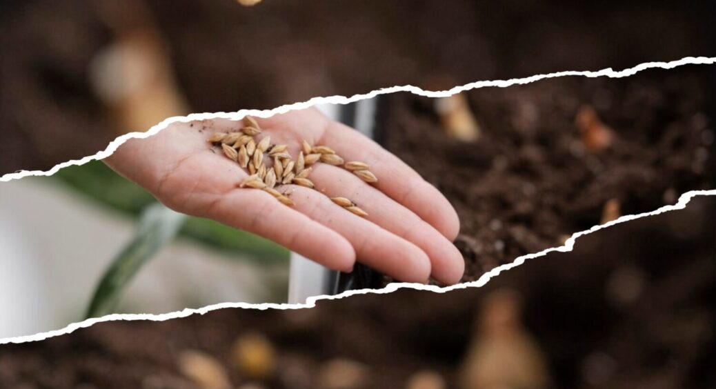 Насіння на наступний рік пролежить 365 днів, не менше – спосіб зберігання насіннєвого матеріалу 