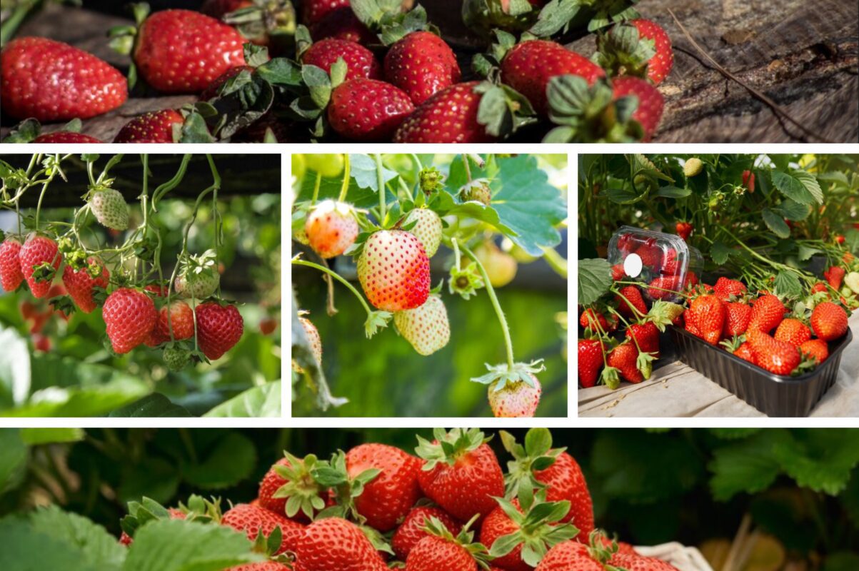 Садівники розповіли, що треба зробити з полуницею після збору врожаю