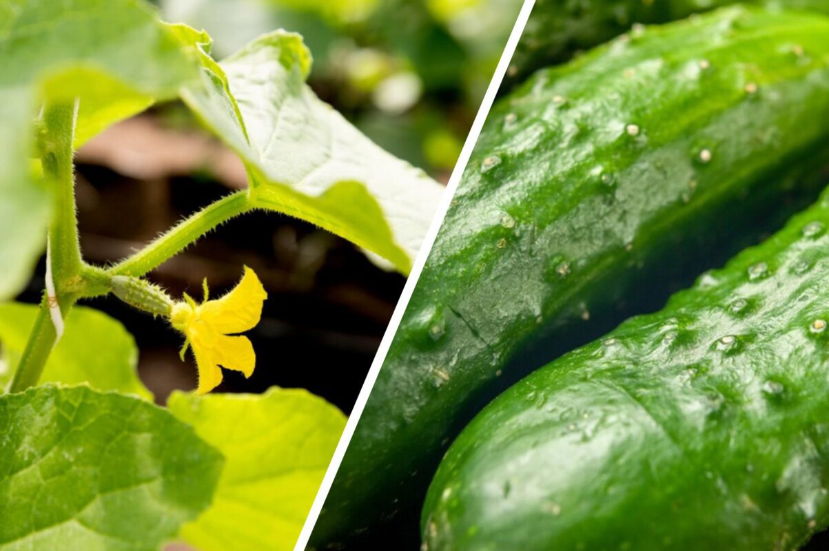 Агроном розповів, як стимулювати плодоношення у огірків