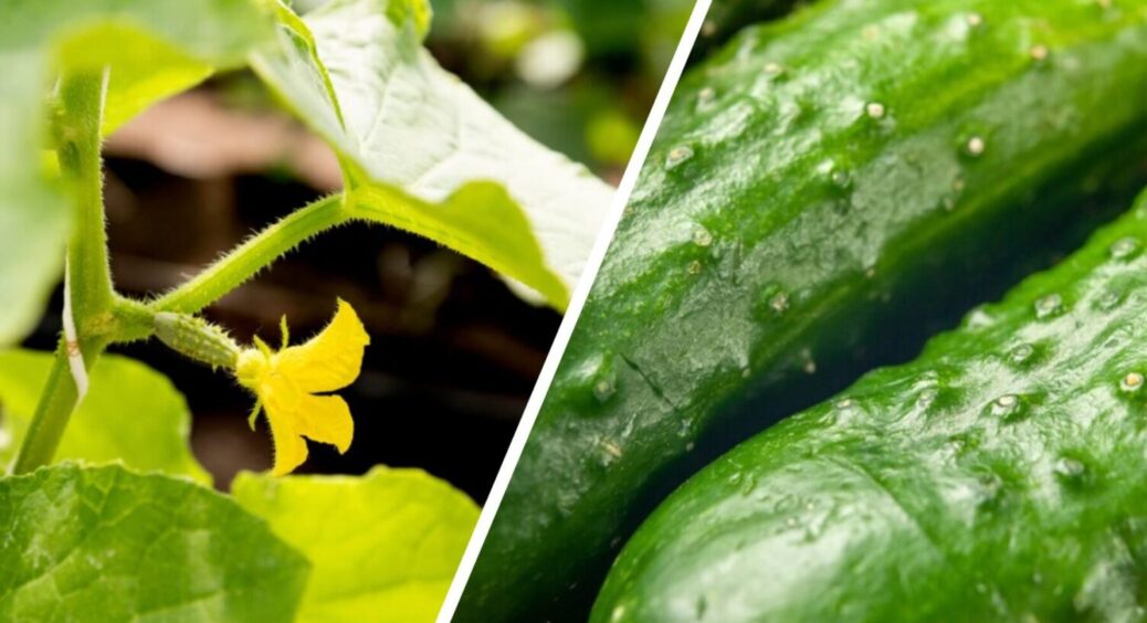 Хто обрізає – той урожай збирає: як правильно формувати кущі огірків – київський метод 