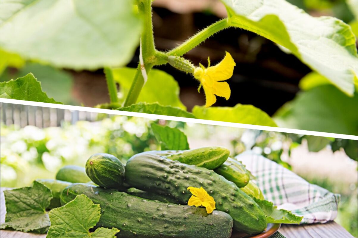 Експерт розповів, як обробити огірки для красивого врожаю