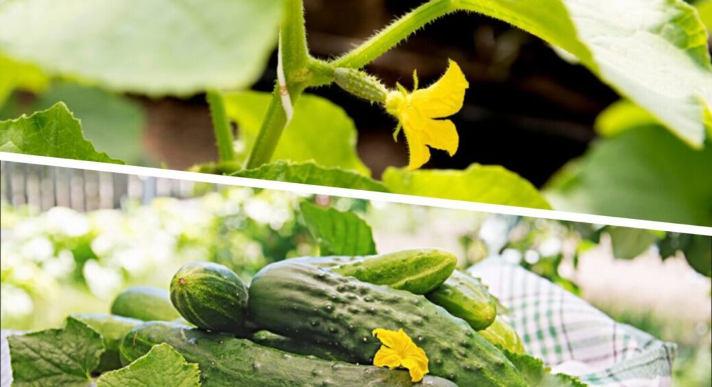 10 г на 1 л води – і огірки вродять, як ніколи: що треба зробити з овочем в серпні 2025 