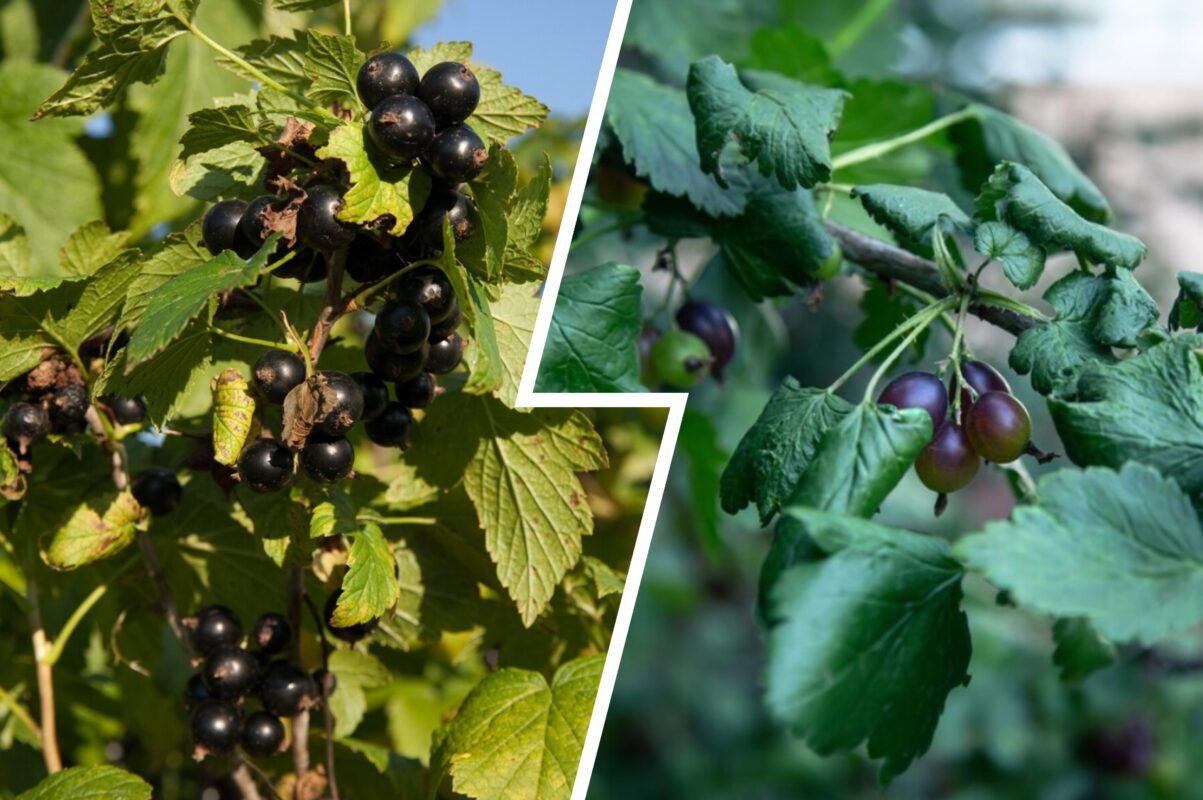 Агроном розповів, як підготувати смородину до зимування