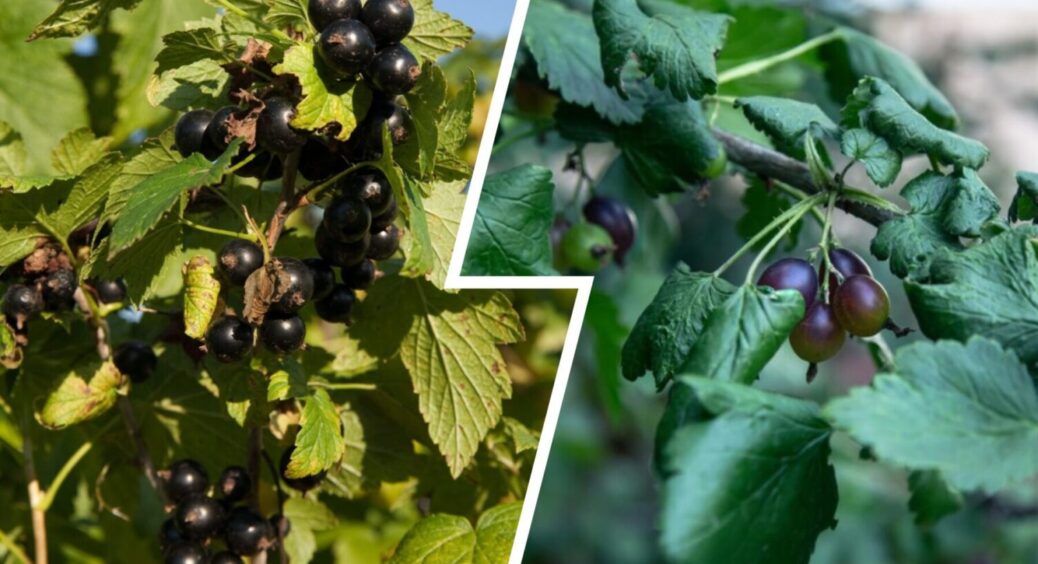 Ці 3 сорти + посадка восени – ягід буде “море”: яку смородину посадити в 2025-му 