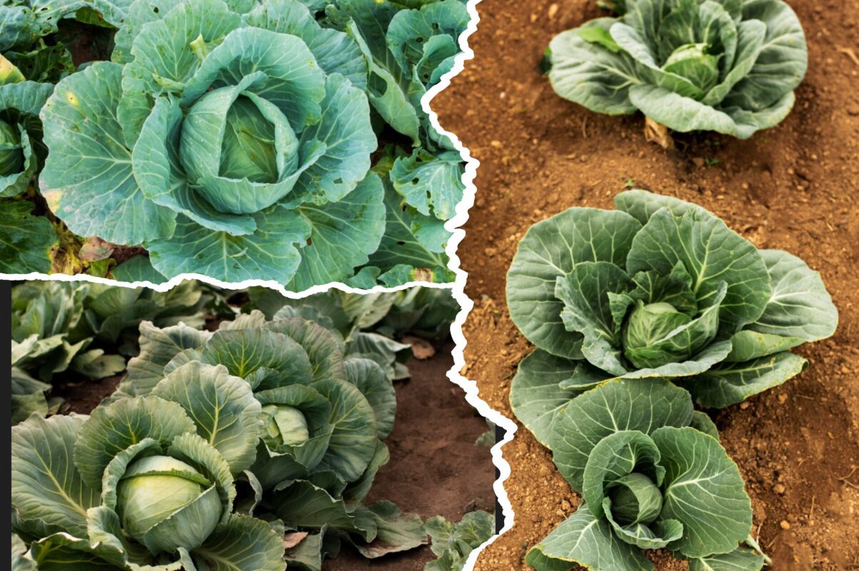 Городники розповіли, як отримати щедрий врожай капусти вже в 2025