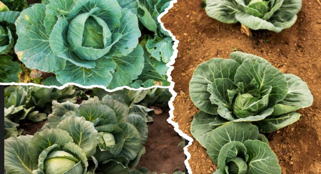 1 процедура – і капусти буде “море”: зробіть ЦЕ з овочем прямо зараз, щоб зібрати МЕГА врожай 