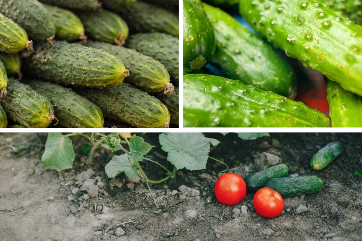 Дачники розсекретили бюджетне і ефективне добриво для огірків на липень 2025